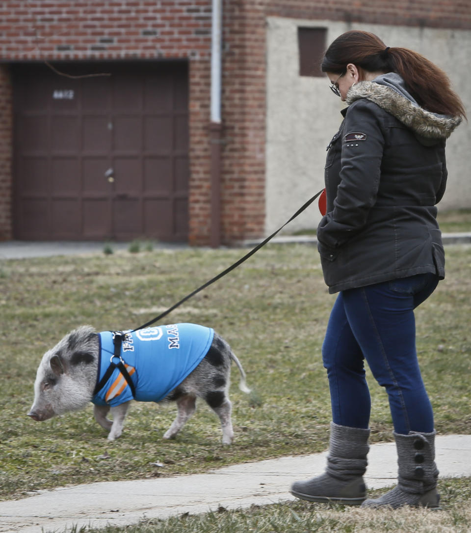 Danielle Forgione walks Petey, the family's pet pig, on Thursday, March 21, 2013, in the Queens borough of New York. Forgione is scrambling to sell her second-floor apartment after a neighbor complained about 1-year-old Petey the pig to the co-op board. In November and December she was issued city animal violations and in January was told by both the city and her management office that she needed to get rid of the pig. (AP Photo/Bebeto Matthews)