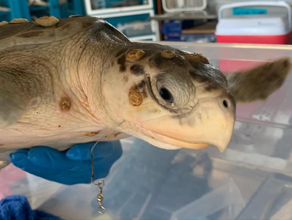 The Kemp's ridley sea turtle the Lewes-based Marine Education, Research and Rehabilitation Institute responded to after it was hooked by a fisherman in Slaughter Beach July 25, 2023.