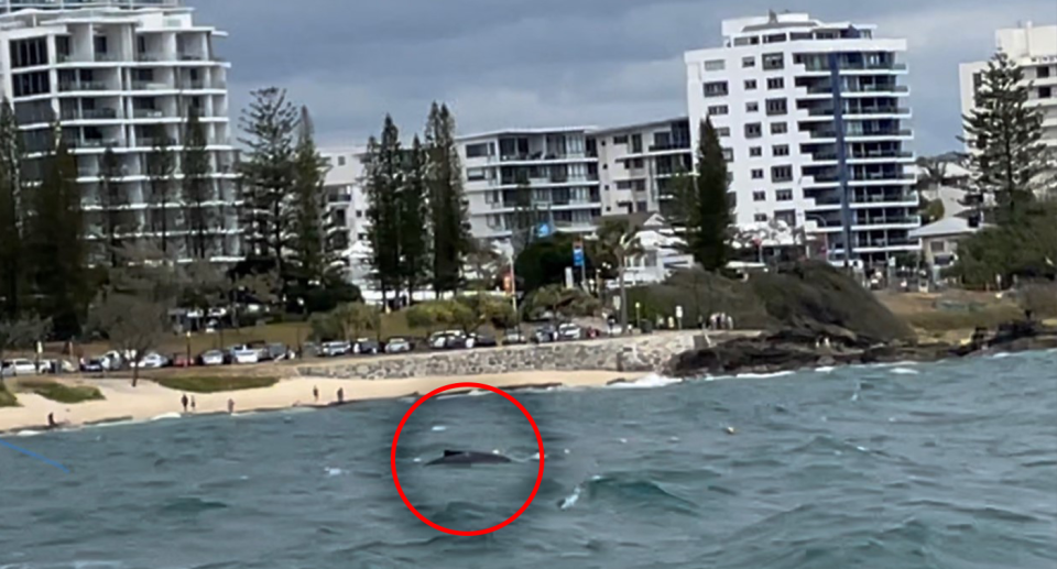 Beachgoers became concerned after seeing a young humpback entangled in shark nets. Source: SunReef