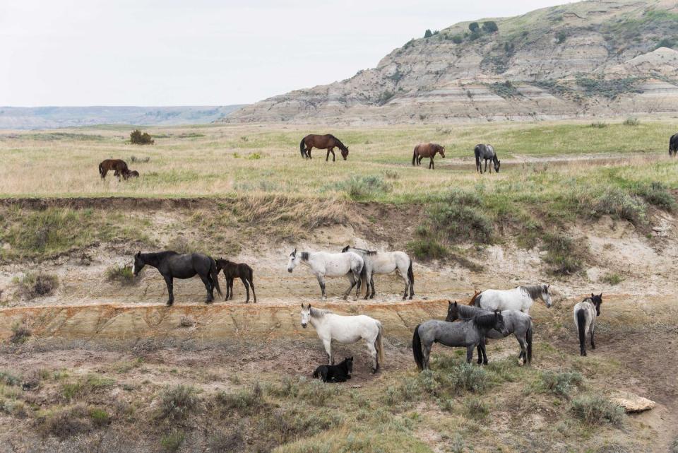 <p><strong>Theodore Roosevelt National Park</strong></p><p><a href="https://www.nps.gov/thro/index.htm" rel="nofollow noopener" target="_blank" data-ylk="slk:Theodore Roosevelt National Park;elm:context_link;itc:0;sec:content-canvas" class="link ">Theodore Roosevelt National Park</a> in Western North Dakota is named after the naturalist, rancher, and 26th President of the United States. Activities are endless from hiking, camping, or just driving through the park if you don’t have a lot of time. Be sure to see the free-roaming bison!</p>