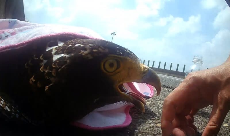 一隻珍貴稀有保育類動物大冠鷲1日疑於低空覓食時不慎遭車撞擊，倒在台82線嘉義水上路段無法動彈。警民現場合力救援，但大冠鷲被送往特生中心搶救後，仍宣告傷重不治。（ 圖／警方提供）