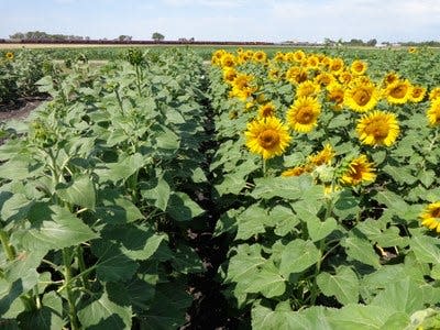 The results of sunflower research conducted in 2021 will be discussed at the upcoming Getting-it-Right conference.