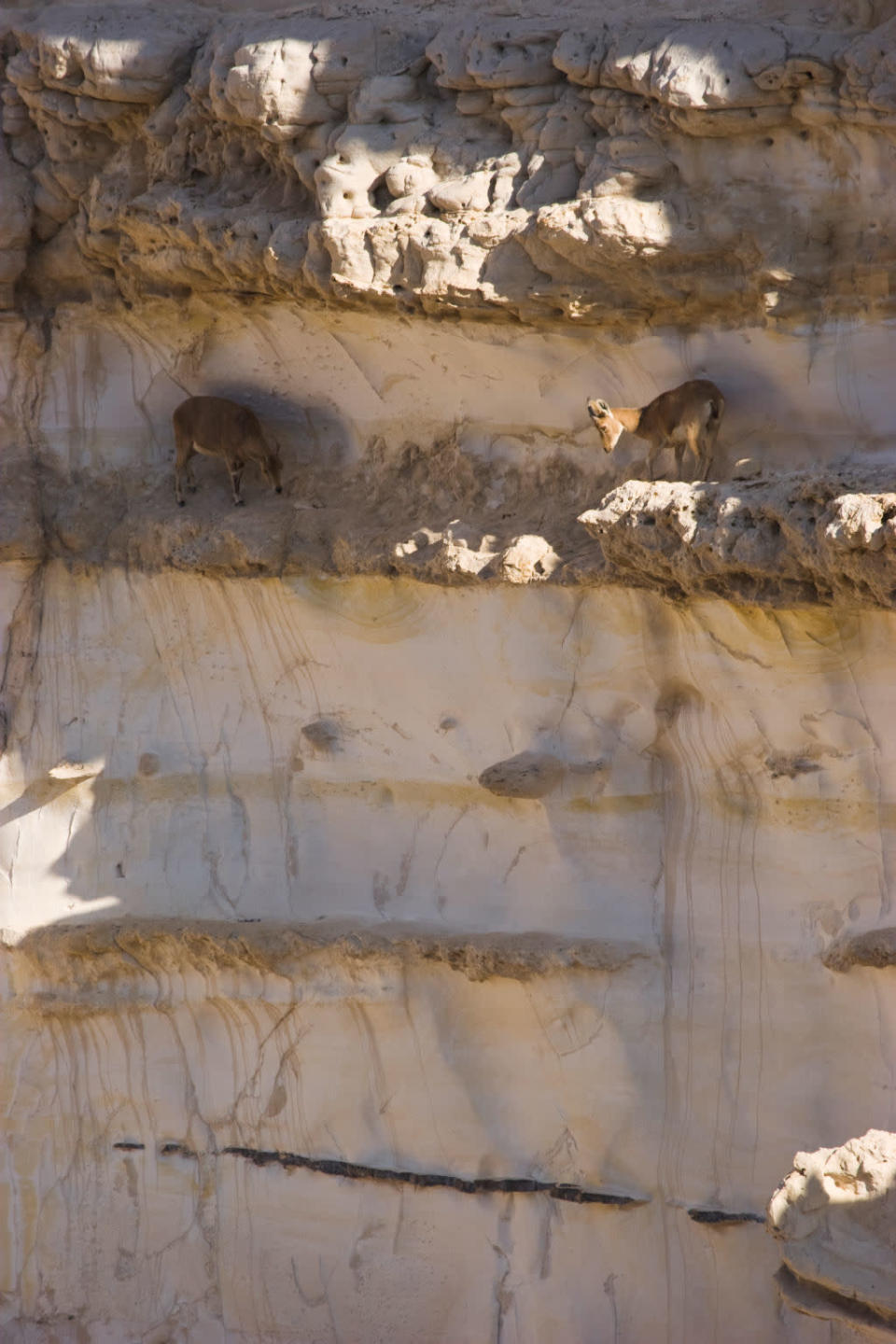 Steingeiß<br><br> Ein Gedi, Israel © Adam Chapman © Paramount Pictures