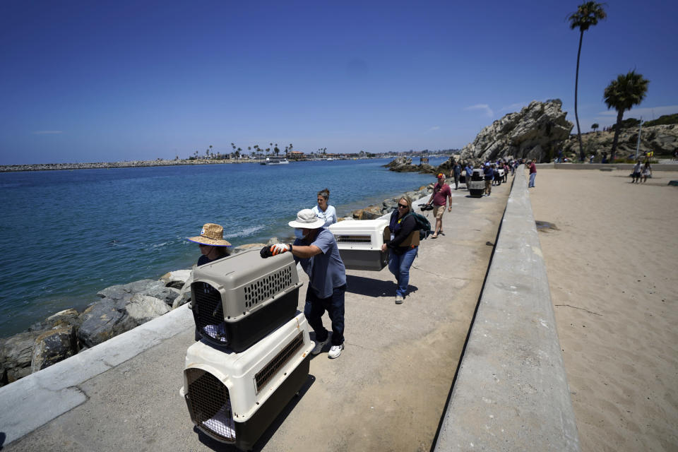 Wetlands and Wildlife Care Center members and volunteers carry cages with twelve Brown pelicans to be released into the wild at Corona Del Mar State Beach in Newport Beach, Calif., on Friday, June 17, 2022. (AP Photo/Damian Dovarganes)