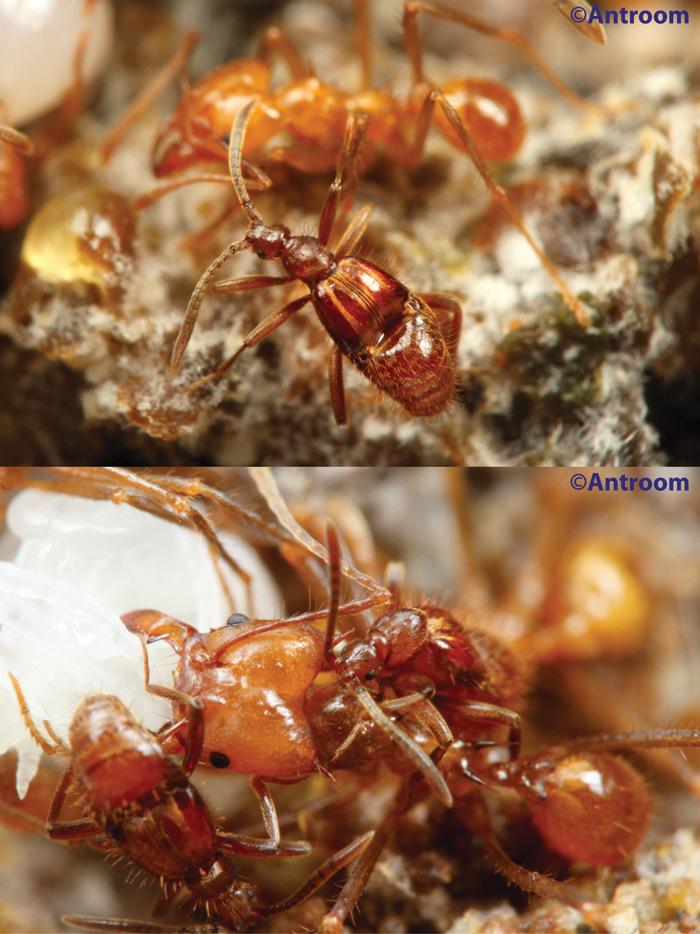 Attapsenius inside the fungus gardens of its leaf cutter ant host, and clambering over workers.