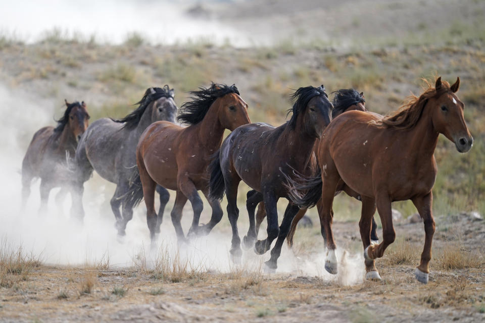 Free-ranging wild horses gallop from a watering trough on July 8, 2021, near U.S. Army Dugway Proving Ground, Utah. Mustangs from this herd were later rounded up as federal land managers increased the number of horses removed from the range during an historic drought. They say it's necessary to protect the parched land and the animals themselves, but wild-horse advocates accuse them of using the conditions as an excuse to move out more of the iconic animals to preserve cattle grazing. (AP Photo/Rick Bowmer)