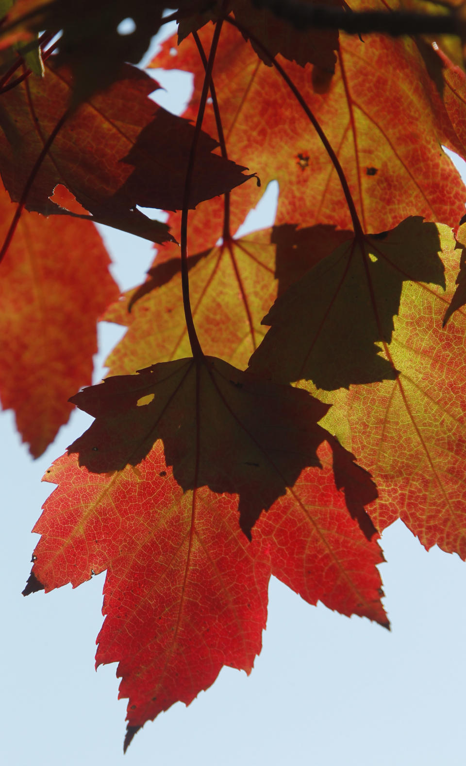 In this Sept. 12, 2012 photo, red leaves hang from a tree in Greensboro, Vt. After images of Tropical Storm Irene scared away leaf peepers last fall, tourists are heading back to see the Northeast's fall foliage a year later and aren't worried about how the dry summer might affect the color. (AP Photo/Toby Talbot)