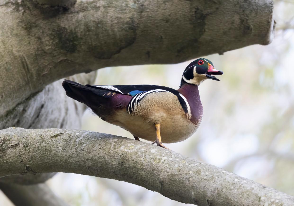 A drake wood duck watches his mate investigate nest sites.