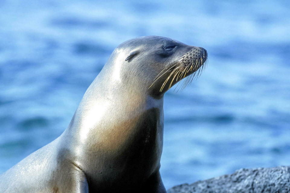 Après sa fuite, l'otarie a été remise dans son enclos par les employés du zoo.   - Credit:JEAN-PAUL CHATAGNON / Biosphoto / Biosphoto via AFP