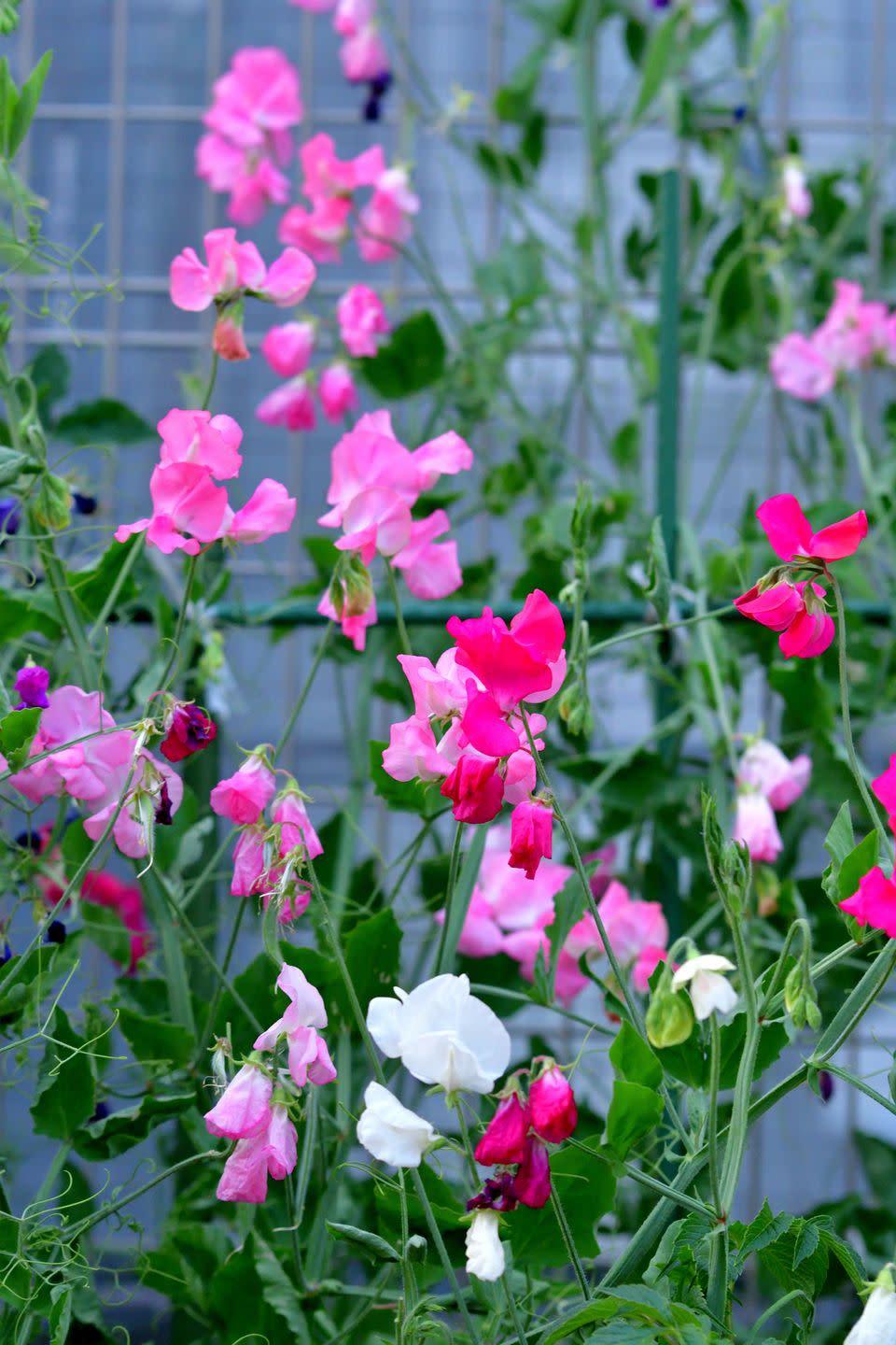 sweet pea flower