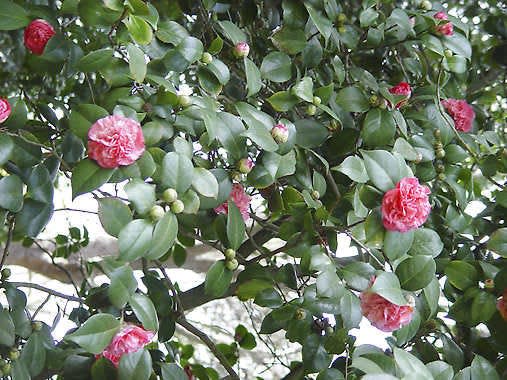 Camellias are part of North Florida landscapes. Here is how they arrived. |  Gardening