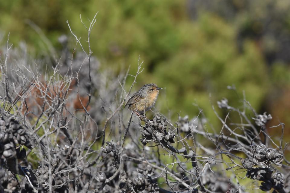 A female Eyre Peninsula Southern Emu-wren on a branch.