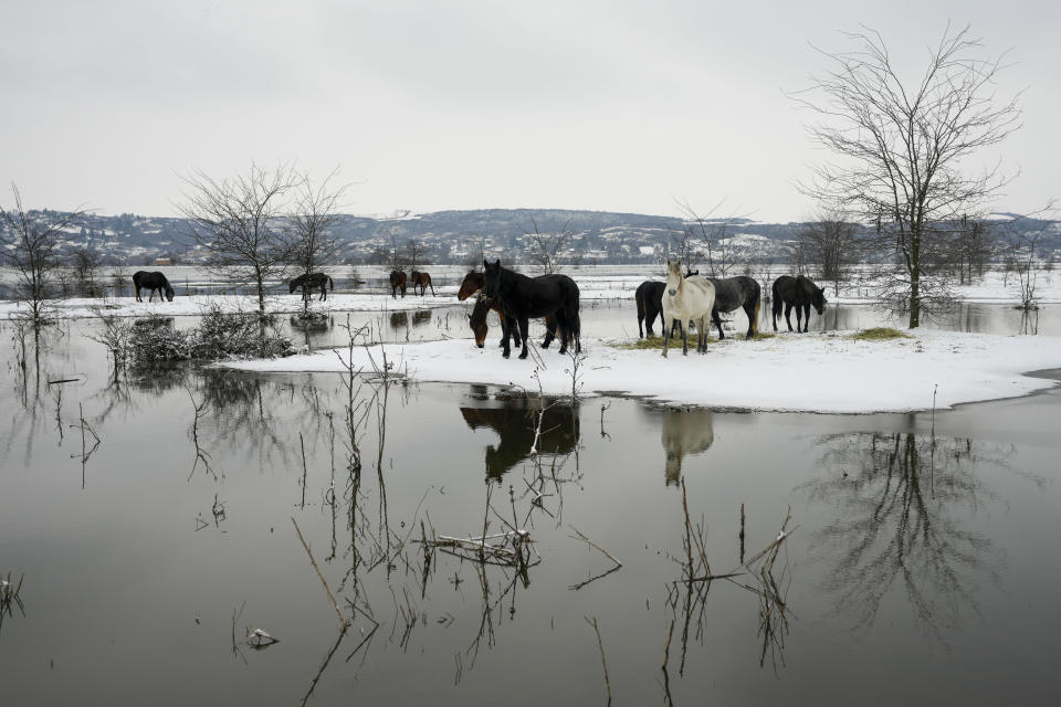 Horses feed on a flooded river island Krcedinska ada on Danube river, 50 kilometers north-west of Belgrade, Serbia, Tuesday, Jan. 9, 2024. After being trapped for days by high waters on the river island people evacuating cows and horses. (AP Photo/Darko Vojinovic)