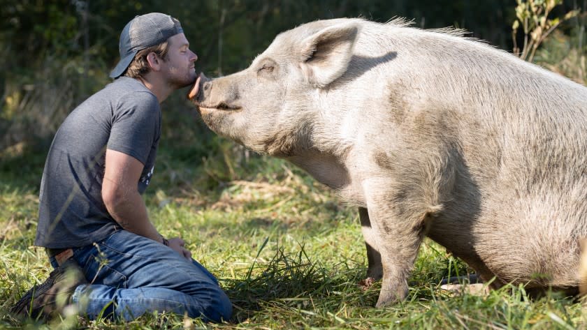 Saved By The Barn -- Animal Planet TV Series, Dan McKernan with Adam the pig. Dan McKernan in "Saved By The Barn" on Animal Planet.