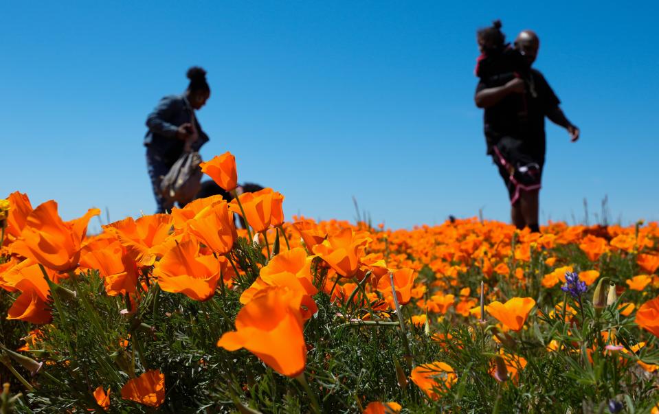 A family walks through a field of poppies near Lancaster, Calif. 