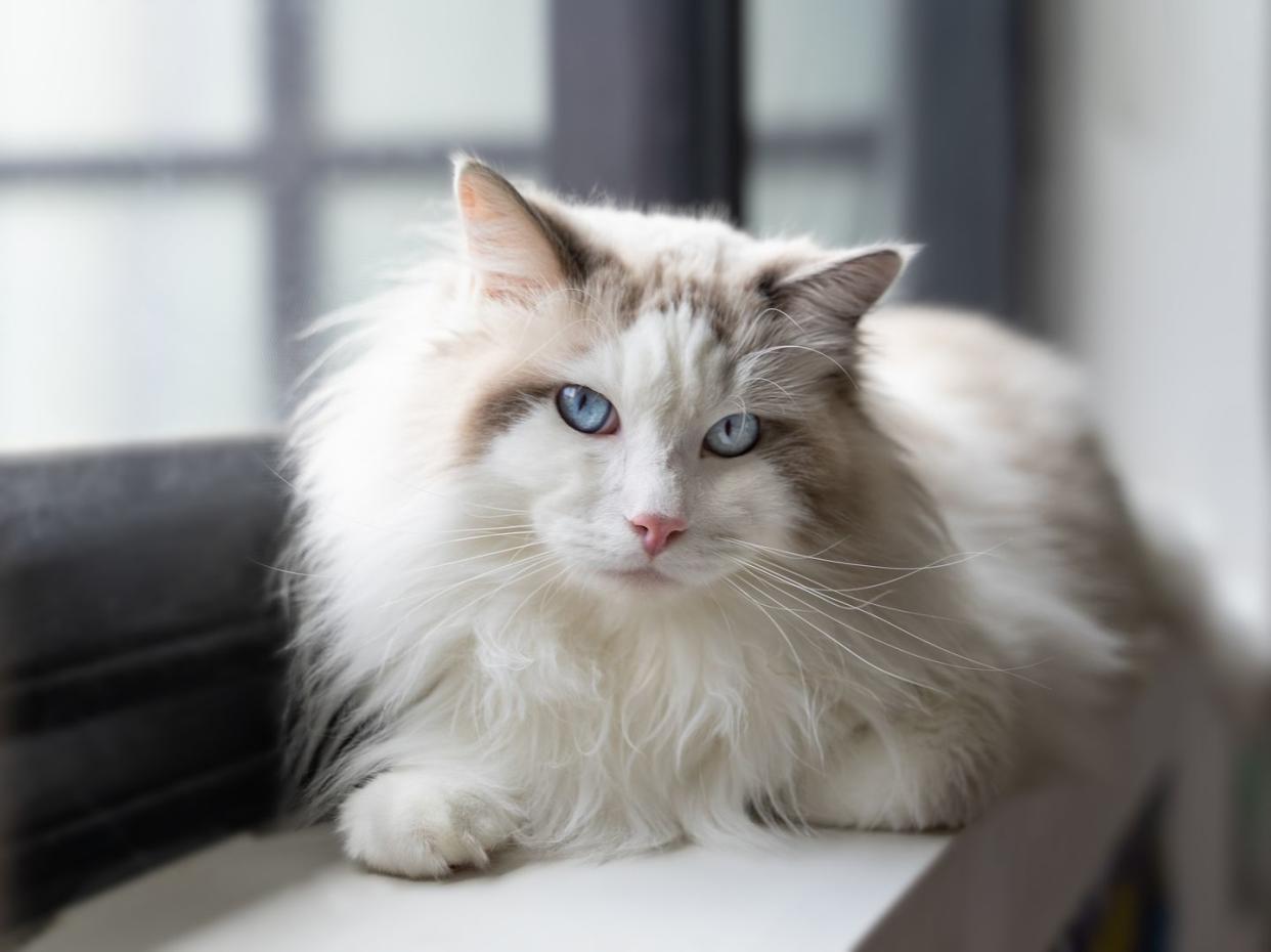 cutest cat breeds