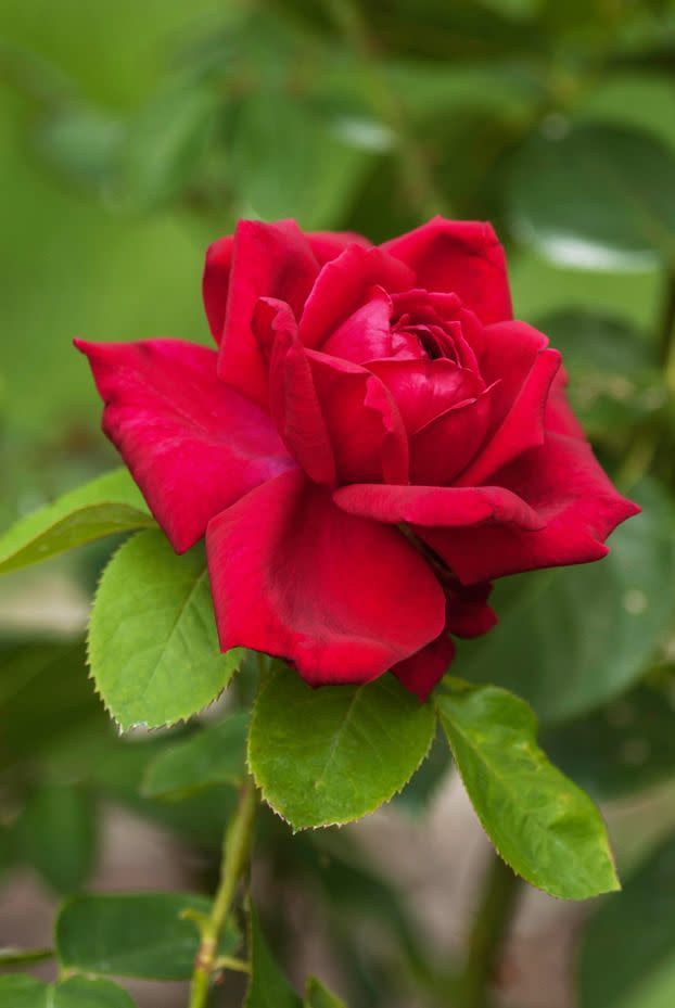 1) Oklahoma Rose