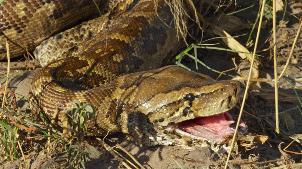 Fressen und gefressen werden: Python verschlingt Steinbock