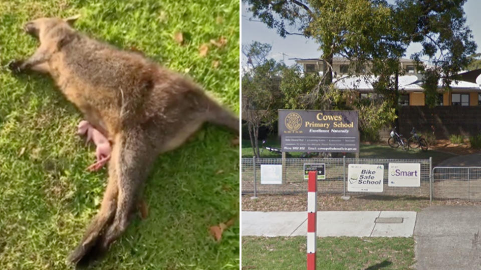 A dead wallaby and her joey on the side of the road and Cowes Primary School.