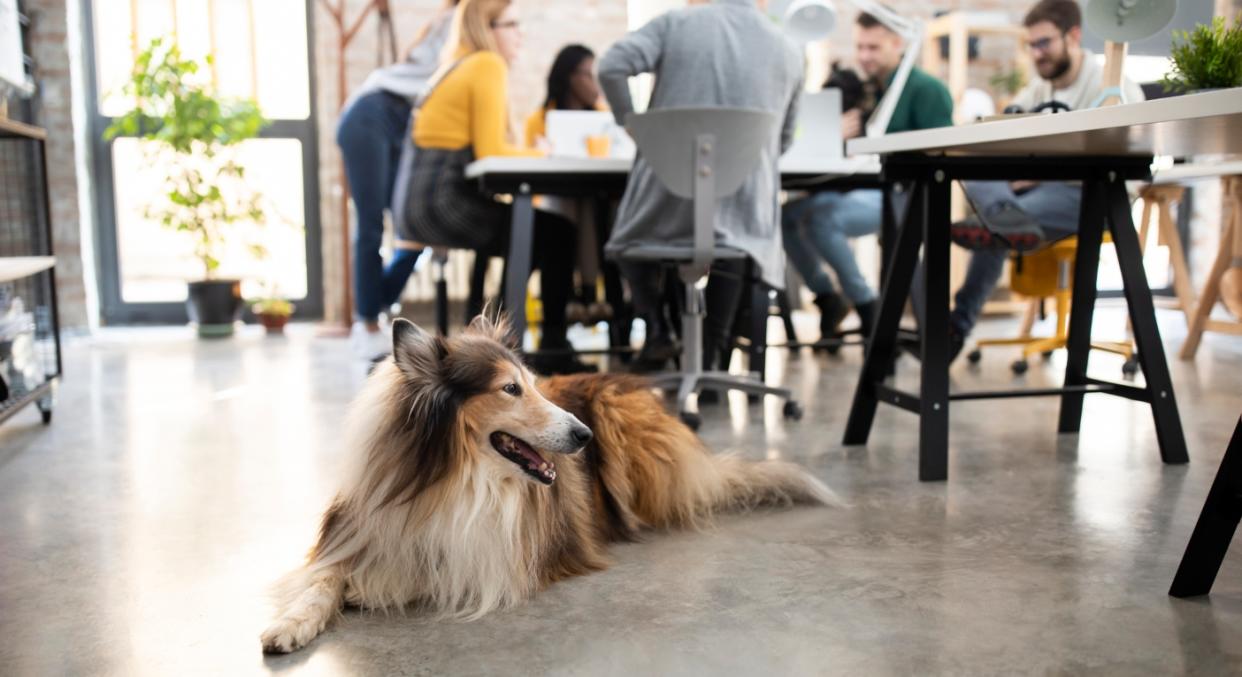 Dogs can create mental health and social benefits in the workplace (Getty)