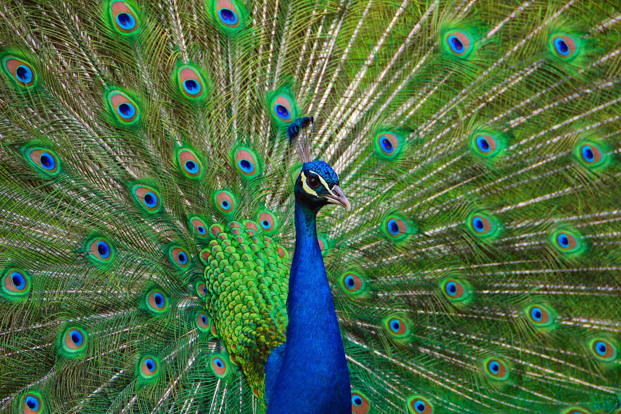 Preening peacock