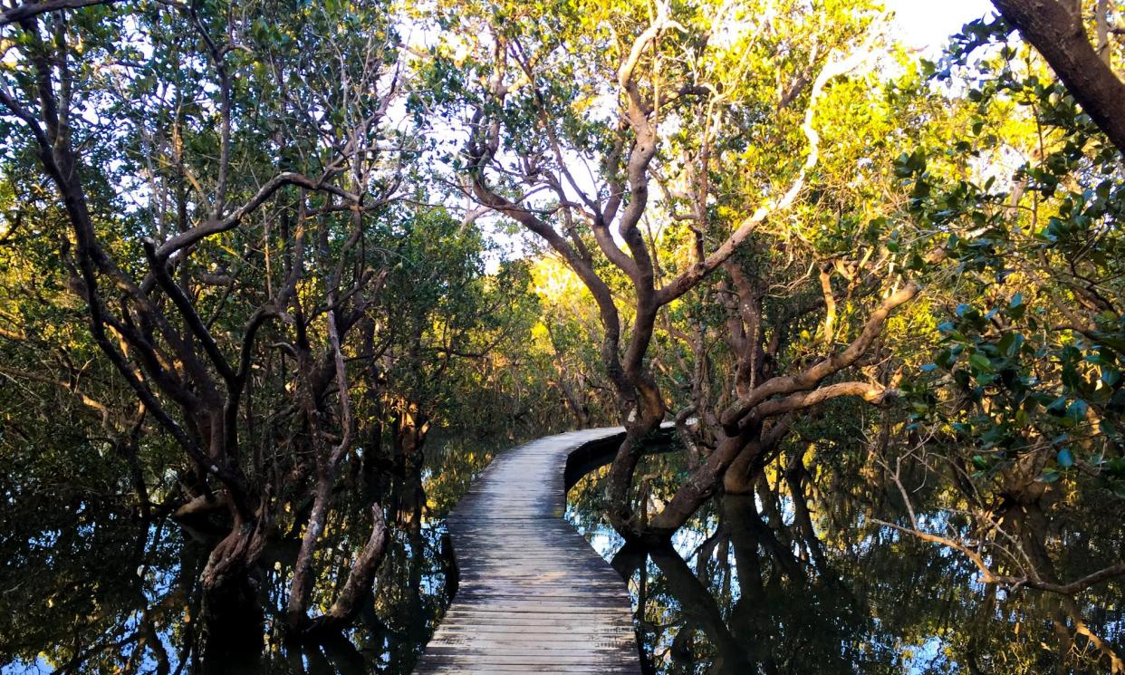 <span>Access to the Daintree in far north Queensland is still limited after Cyclone Jasper, and final costings, deadlines and investors for the renewable-energy microgrid project remain uncertain.</span><span>Photograph: Stig Stockholm Pedersen/Getty Images</span>