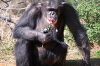 The pregnancy of 42-year-old chimp Ginger has heightened the mystery at the Chimp Haven chimpanzee sanctuary since all male chimps there are vasectomized in order to keep the sanctuary the retirement community that it is.