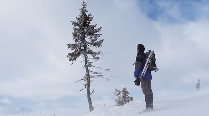 El árbol más viejo del mundo está en Suecia y tiene 9.500 años