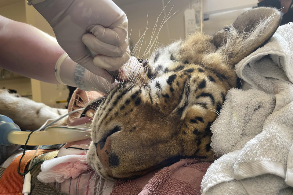 Lola the tiger undergoes a dental procedure by a veterinarian team at the Oakland Zoo in Oakland, Calif., Thursday, July 14, 2022. (AP Photo/Haven Daley)