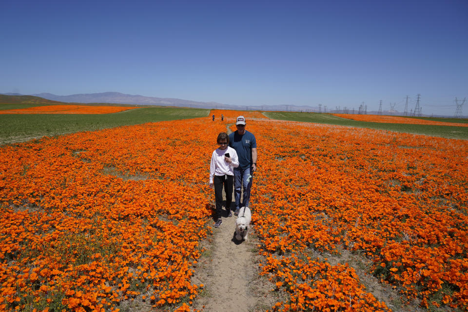 Sue Schmidt, su esposo Rick y su perro Kaiser caminan en un campo cubierto de flores cerca de la Reserva de Amapolas del Valle Antelope de California, el lunes 10 de abril de 2023 en Lancaster, California. (AP Foto/Marcio Jose Sanchez)