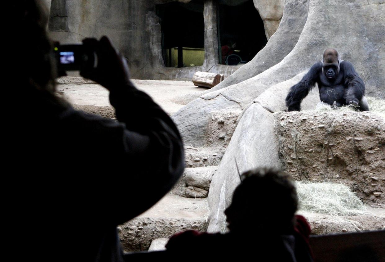 People at the Fort Worth Zoo lined up to take photos of the West Lowland Gorilla in 2006. On Oct. 20, 2023 two zoo keepers at the zoo were mistakenly enclosed with a gorilla but escaped unharmed.