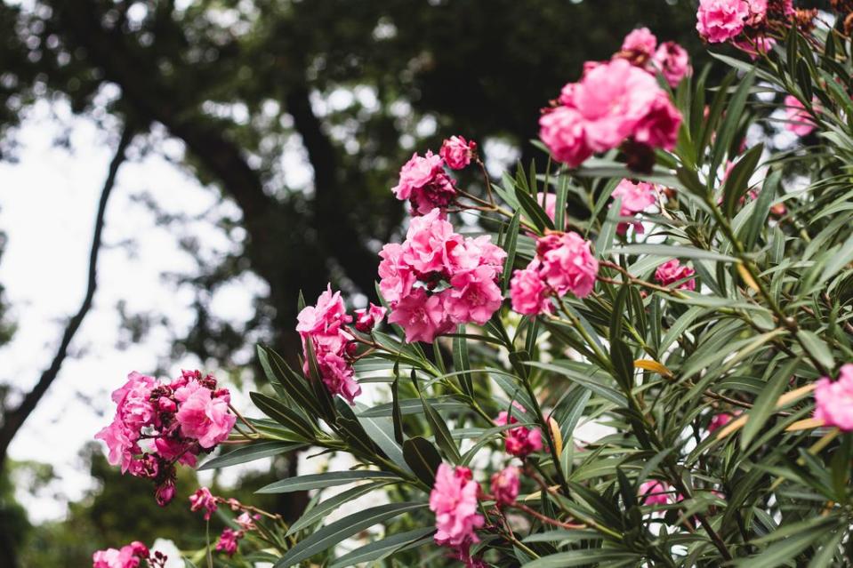 Adelfa con flores rosas