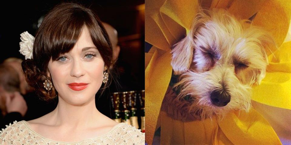 Zooey Deschanel's Dog, Zelda