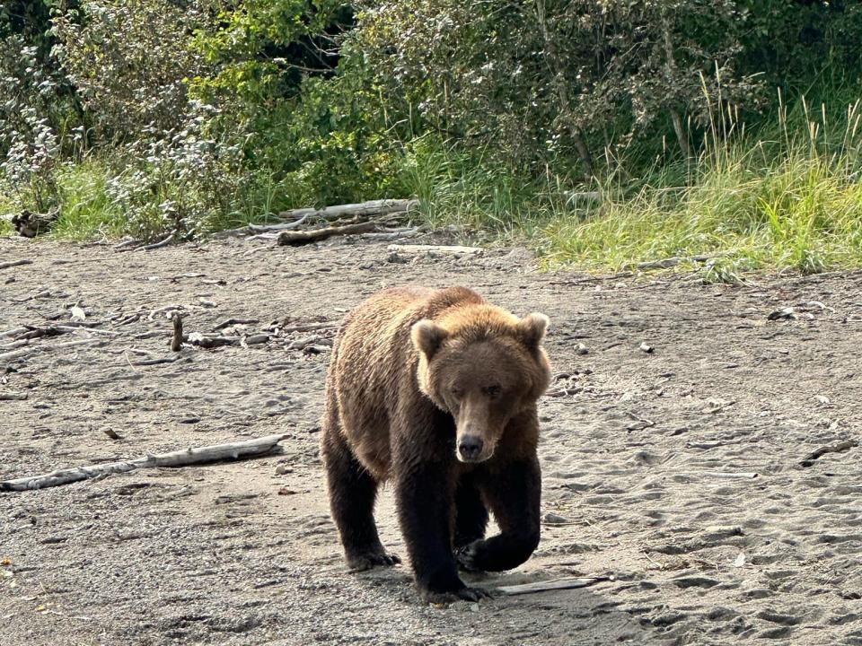 A brown bear walking on a beach surrounded by trees.