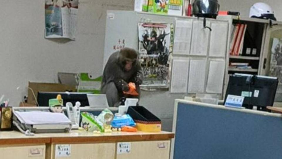 獼猴闖辦公室吃太陽餅。（圖／翻攝自鄭寓謙臉書）