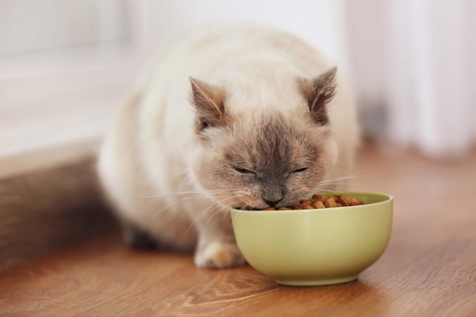 cat eats dry food out of green bowl