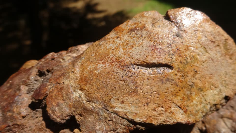 Paleontologists study predator bite marks on fossilized remains of sea cow. - Jorge Carrillo-Briceño/Marcelo Sánchez-Villagra