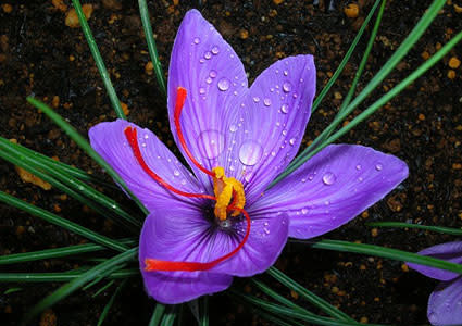 THE FLOWERS: $1,000 per pound