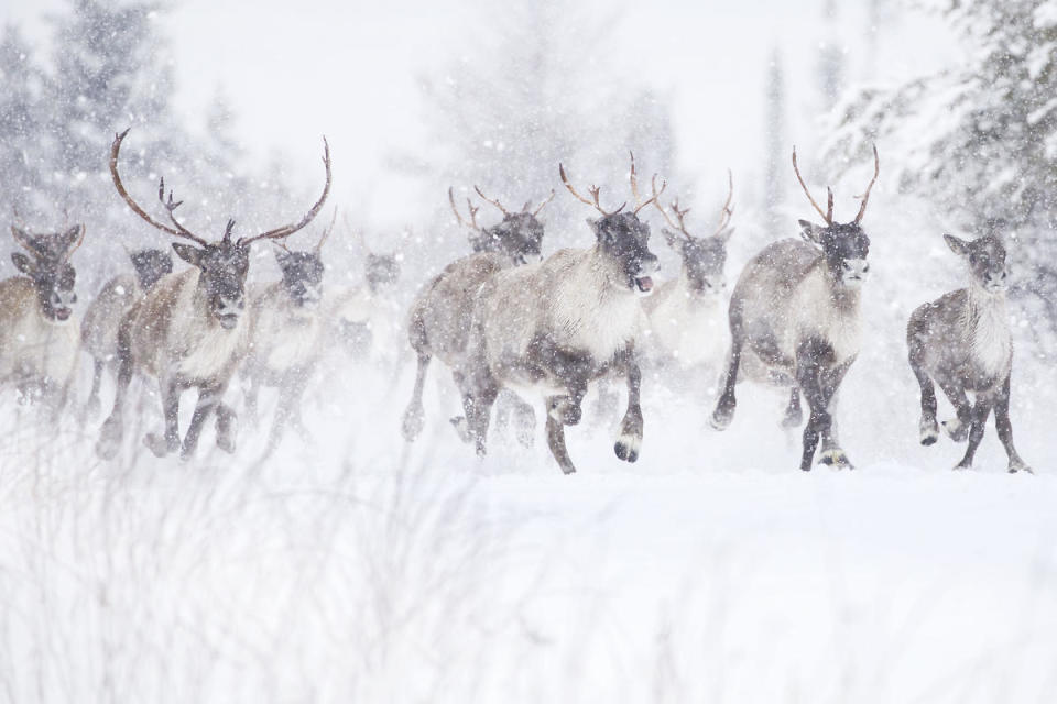 馴鹿（caribou）是加拿大北極地區的標誌性物種，近年卻因人為侵擾，逐漸棲息地喪失而面臨生存威脅。