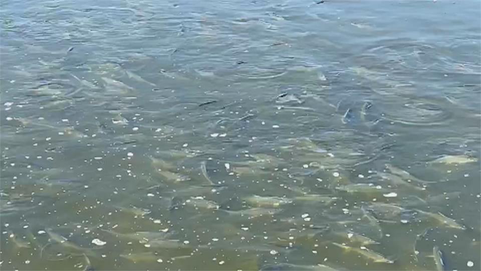 寒害！屏東蓮霧損失約2千萬　台南沿海虱目魚存活率僅3成