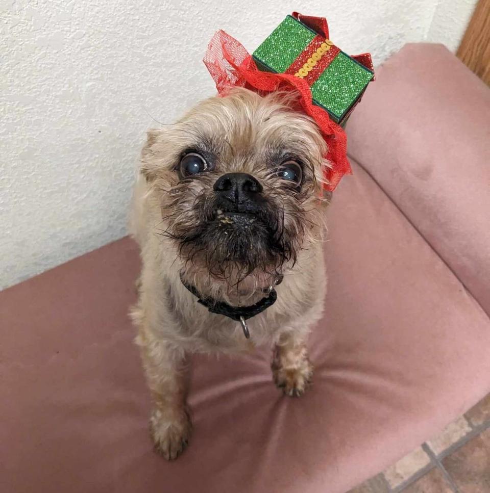 Templeton portrays Bob Crachit in Martin City Melodrama’s production of “The Christmas Canine!” The theater supports organizations providing homes for senior dogs.