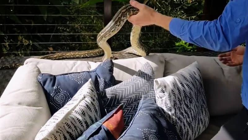 網友吐槽難度太大，單從照片角度來看，根本很難發現蛇的位置。捕蛇組織承認「這可能真的太難了」，但也表示，蛇的花紋與沙發抱枕圖案不同，仔細放大看就能發現差異。（圖／翻攝自臉書粉專「Sunshine Coast Snake Catchers 24/7」）