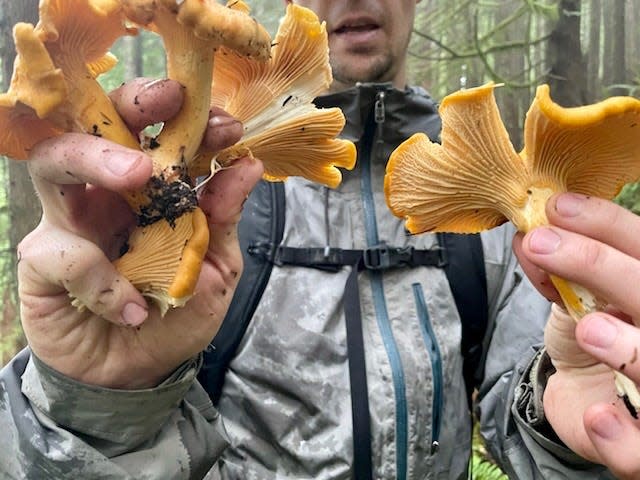 Harvesting wild mushrooms is an adventure that can take you into Oregon's forests and lead to delicious results.