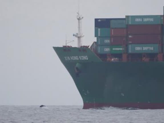 A dolphin is dwarfed by a massive container ship. Impacts of shipping on marine mammals include ship strikes, a particular concern for large whales.