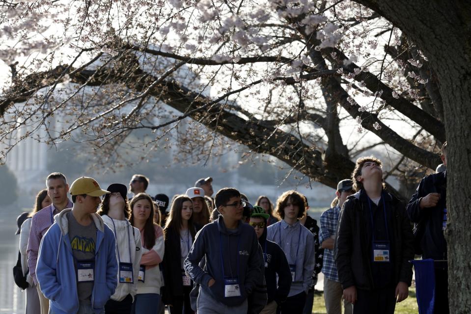 A tour group under cherry trees on the Tidal Basin in Washington, DC on March 14. (Photo: Anna Moneymaker/Getty Images North America via Bloomberg)