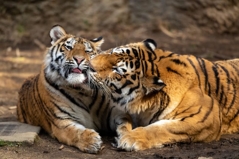 ▲在媽媽心裡，小老虎永遠都是虎寶寶！（圖／Twitter：sk_photo_animal）