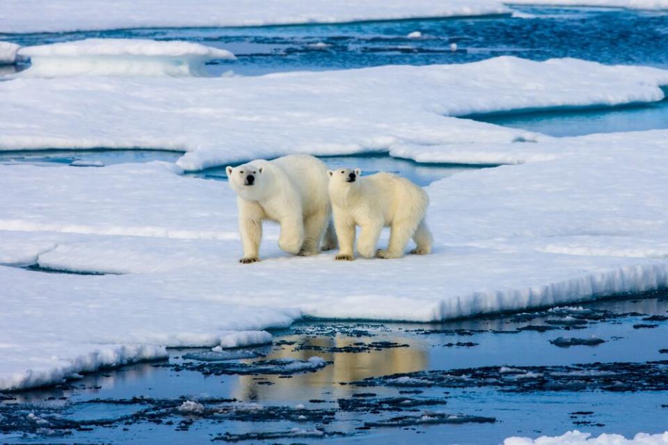 Polar bears | Getty