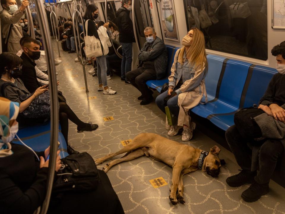 Boji sleeps on a subway train.