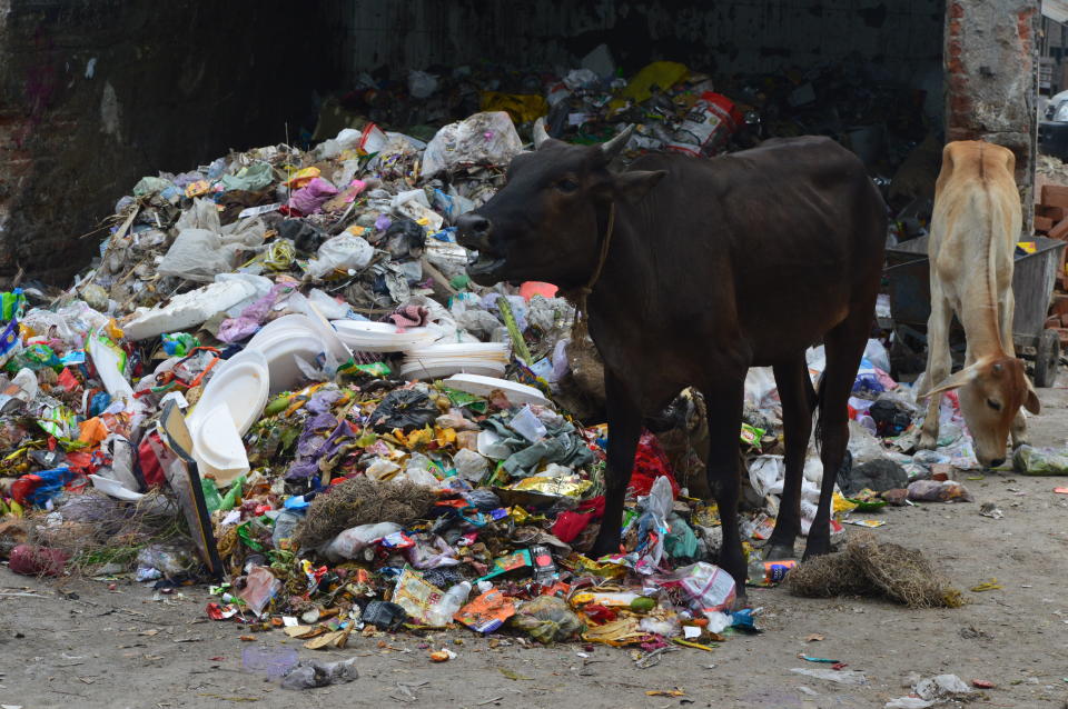 A cow&nbsp;grazing among plastic trash near Azadpur Market in New Delhi. (Photo: Athar Parvaiz)