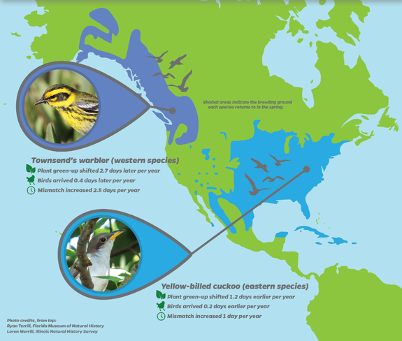 Climate change is pushing songbirds and springtime out of sync.